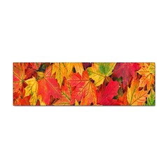 Autumn Background Maple Leaves Sticker (bumper) by artworkshop