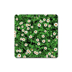 Daisies Clovers Lawn Digital Drawing Background Square Magnet by Ravend