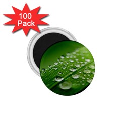 Green Water Leaf 1 75  Magnets (100 Pack)  by artworkshop