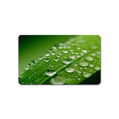 Green Water Leaf Magnet (name Card) by artworkshop