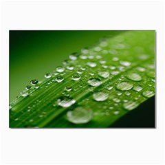 Green Water Leaf Postcard 4 x 6  (pkg Of 10) by artworkshop