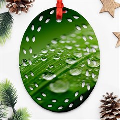 Green Water Leaf Oval Filigree Ornament (two Sides) by artworkshop