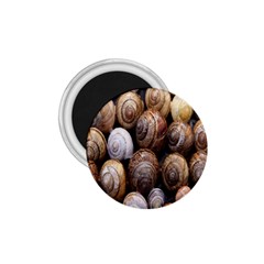 Snail Shells Pattern Arianta Arbustorum 1 75  Magnets by artworkshop