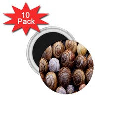 Snail Shells Pattern Arianta Arbustorum 1 75  Magnets (10 Pack)  by artworkshop