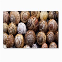 Snail Shells Pattern Arianta Arbustorum Postcards 5  X 7  (pkg Of 10)