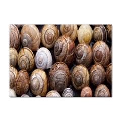 Snail Shells Pattern Arianta Arbustorum Sticker A4 (10 Pack) by artworkshop