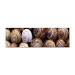 Snail Shells Pattern Arianta Arbustorum Sticker Bumper (100 pack) Front