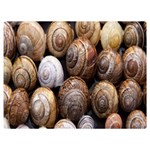 Snail Shells Pattern Arianta Arbustorum Premium Plush Fleece Blanket (Extra Small) 40 x30  Blanket Front