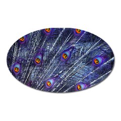 Peacock-feathers-color-plumage Blue Oval Magnet by danenraven