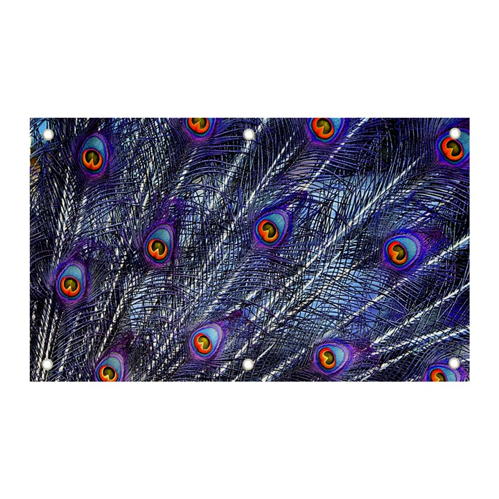 Peacock-feathers-color-plumage Blue Banner and Sign 5  x 3 