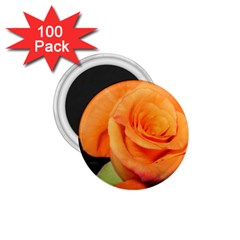 Color Of Desire 1 75  Magnets (100 Pack)  by tomikokhphotography