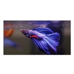 Betta Fish Photo And Wallpaper Cute Betta Fish Pictures Satin Shawl 45  x 80  Front