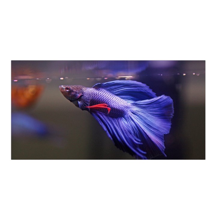 Betta Fish Photo And Wallpaper Cute Betta Fish Pictures Satin Shawl 45  x 80 