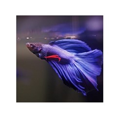 Betta Fish Photo And Wallpaper Cute Betta Fish Pictures Square Satin Scarf (30  X 30 )