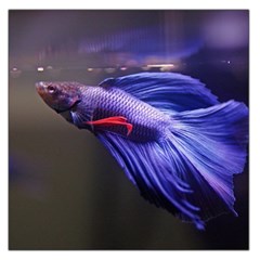 Betta Fish Photo And Wallpaper Cute Betta Fish Pictures Square Satin Scarf (36  X 36 )