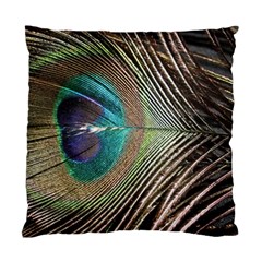 Peacock Standard Cushion Case (one Side) by StarvingArtisan