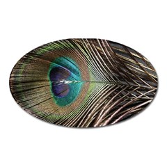 Peacock Oval Magnet