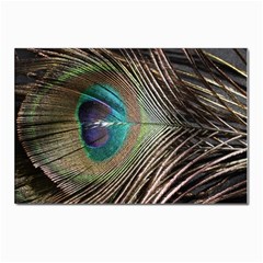 Peacock Postcard 4 x 6  (pkg Of 10) by StarvingArtisan