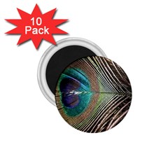 Peacock 1 75  Magnets (10 Pack)  by StarvingArtisan