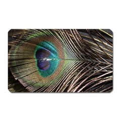 Peacock Magnet (rectangular) by StarvingArtisan