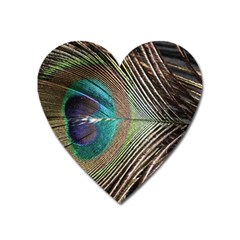 Peacock Heart Magnet