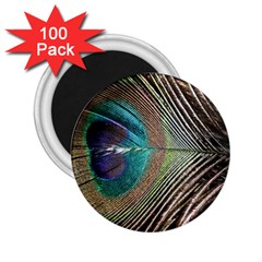 Peacock 2 25  Magnets (100 Pack) 