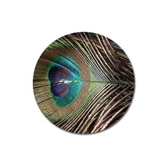 Peacock Magnet 3  (round)