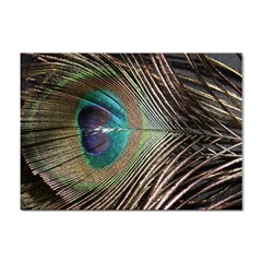 Peacock Sticker A4 (100 Pack) by StarvingArtisan