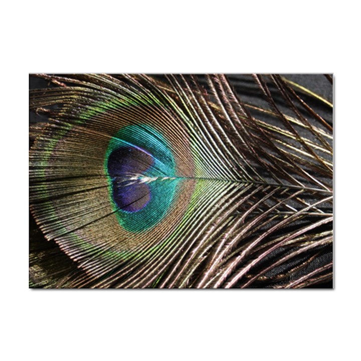 Peacock Sticker A4 (10 pack)