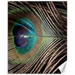 Peacock Canvas 16  x 20  15.75 x19.29  Canvas - 1