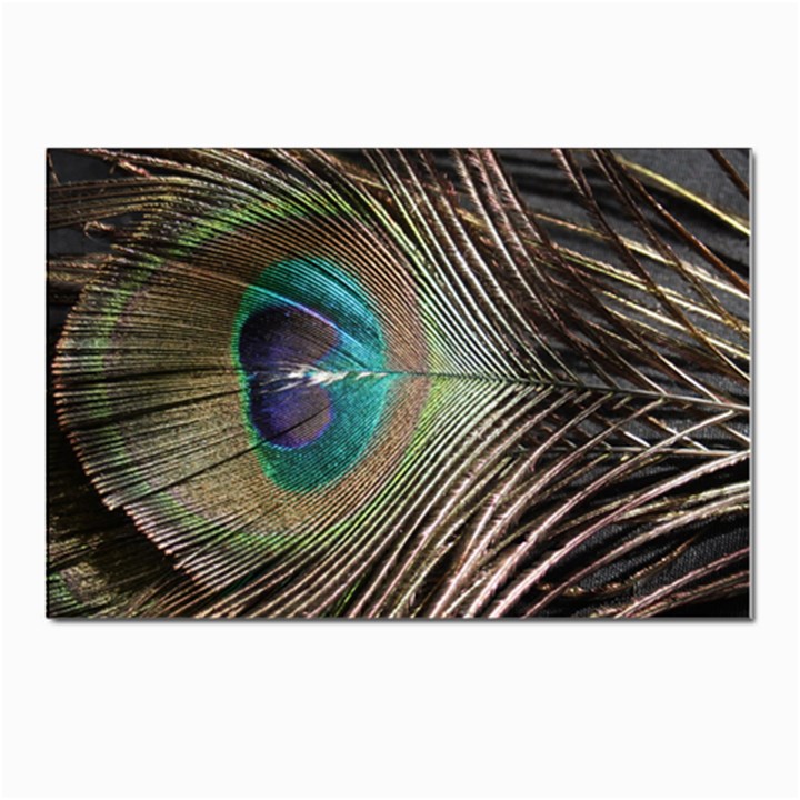 Peacock Postcards 5  x 7  (Pkg of 10)