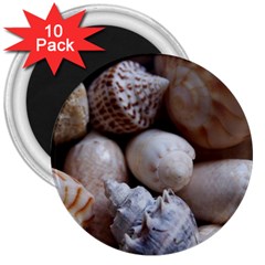 Beautiful Seashells  3  Magnets (10 Pack)  by StarvingArtisan