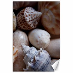 Beautiful Seashells  Canvas 24  X 36  by StarvingArtisan