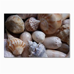 Beautiful Seashells  Postcards 5  X 7  (pkg Of 10)