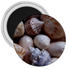 Beautiful Seashells  3  Magnets by StarvingArtisan