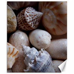 Beautiful Seashells  Canvas 8  X 10  by StarvingArtisan