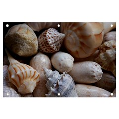 Beautiful Seashells  Banner And Sign 6  X 4  by StarvingArtisan