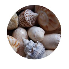 Beautiful Seashells  Mini Round Pill Box (pack Of 3) by StarvingArtisan