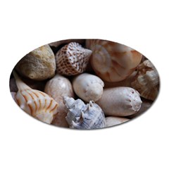 Beautiful Seashells  Oval Magnet