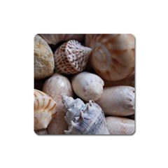 Beautiful Seashells  Square Magnet by StarvingArtisan