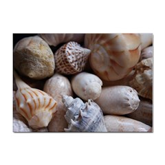 Beautiful Seashells  Sticker A4 (10 Pack)