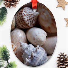 Beautiful Seashells  Oval Ornament (two Sides)