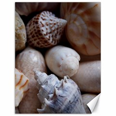 Beautiful Seashells  Canvas 18  X 24  by StarvingArtisan