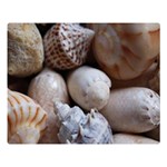 Beautiful Seashells  Premium Plush Fleece Blanket (Large) 80 x60  Blanket Front