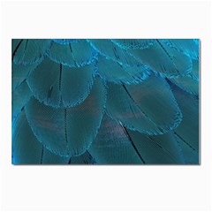 Beautiful Plumage Postcards 5  X 7  (pkg Of 10) by artworkshop