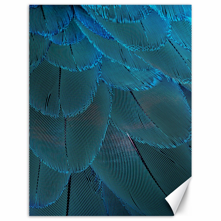 Beautiful Plumage Canvas 18  x 24 