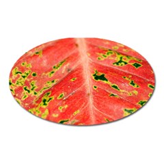 Aglonema Leaf Plant Pattern Flora Oval Magnet by danenraven