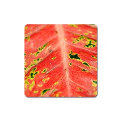 Aglonema Leaf Plant Pattern Flora Square Magnet by danenraven