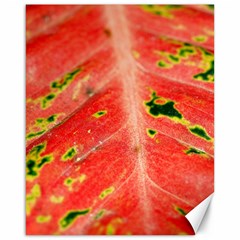 Aglonema Leaf Plant Pattern Flora Canvas 16  X 20  by danenraven