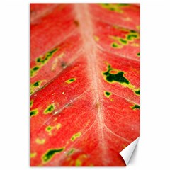 Aglonema Leaf Plant Pattern Flora Canvas 24  X 36  by danenraven